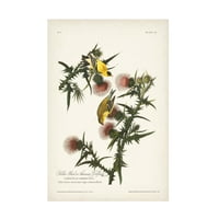 John James Audubon 'Gold Finch' platno Art